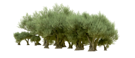 verde foresta isolato su sfondo. 3d interpretazione - illustrazione png