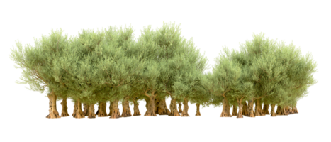 vert forêt isolé sur Contexte. 3d le rendu - illustration png