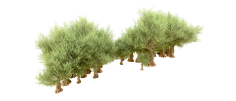 vert forêt isolé sur Contexte. 3d le rendu - illustration png