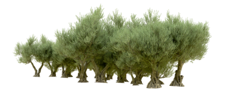 Green forest isolated on background. 3d rendering - illustration png