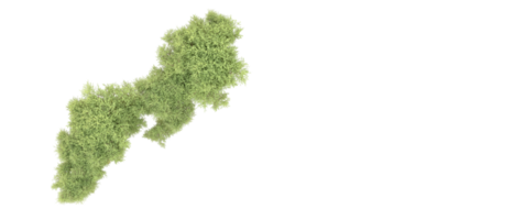 groen Woud geïsoleerd Aan achtergrond. 3d renderen - illustratie png