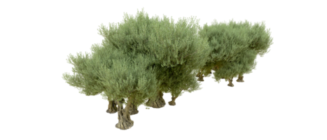 groen Woud geïsoleerd Aan achtergrond. 3d renderen - illustratie png