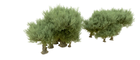 verde foresta isolato su sfondo. 3d interpretazione - illustrazione png