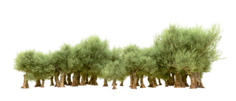 Green forest isolated on background. 3d rendering - illustration png