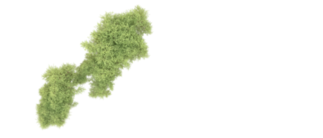 groen Woud geïsoleerd Aan achtergrond. 3d renderen - illustratie png