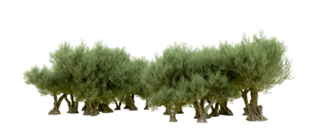 Green forest isolated on background. 3d rendering - illustration png