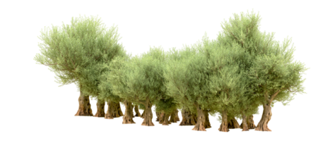 Green forest isolated on background. 3d rendering - illustration png