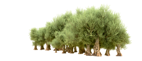 verde foresta isolato su sfondo. 3d interpretazione - illustrazione png