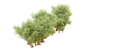 vert forêt isolé sur Contexte. 3d le rendu - illustration png