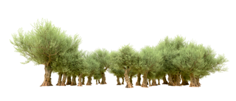 Green forest isolated on background. 3d rendering - illustration png