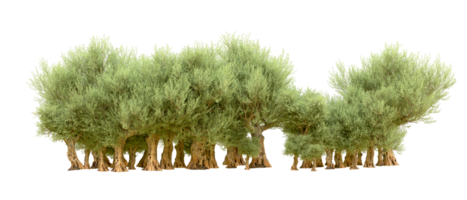 Green forest isolated on background. 3d rendering - illustration png