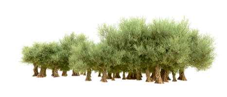 Green forest isolated on background. 3d rendering - illustration png