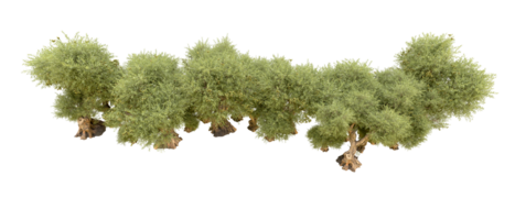 verde floresta isolado em fundo. 3d Renderização - ilustração png