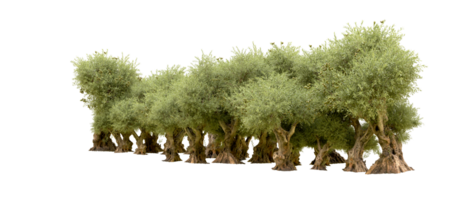 verde floresta isolado em fundo. 3d Renderização - ilustração png