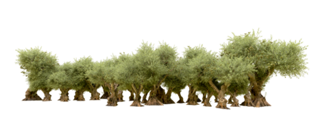 verde floresta isolado em fundo. 3d Renderização - ilustração png