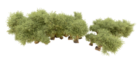 groen Woud geïsoleerd Aan achtergrond. 3d renderen - illustratie png