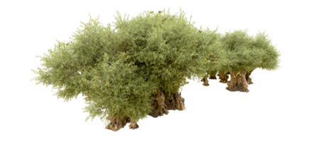 verde floresta isolado em fundo. 3d Renderização - ilustração png