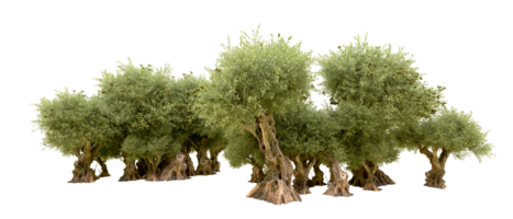 vert forêt isolé sur Contexte. 3d le rendu - illustration png