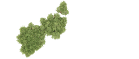 groen Woud geïsoleerd Aan achtergrond. 3d renderen - illustratie png