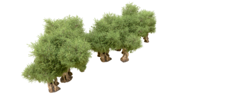 verde floresta isolado em fundo. 3d Renderização - ilustração png