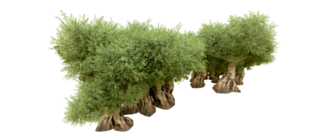 groen Woud geïsoleerd Aan achtergrond. 3d renderen - illustratie png