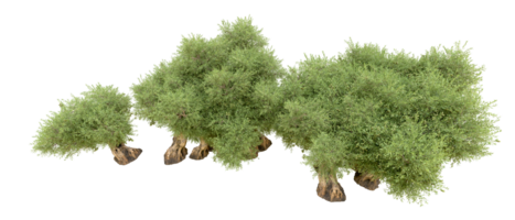 vert forêt isolé sur Contexte. 3d le rendu - illustration png