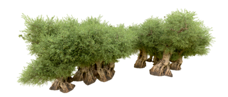 groen Woud geïsoleerd Aan achtergrond. 3d renderen - illustratie png