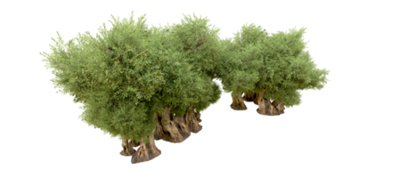 vert forêt isolé sur Contexte. 3d le rendu - illustration png