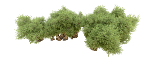 Green forest isolated on background. 3d rendering - illustration png