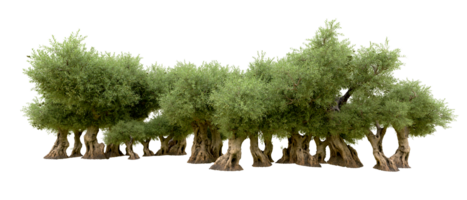 Green forest isolated on background. 3d rendering - illustration png