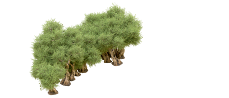 groen Woud geïsoleerd Aan achtergrond. 3d renderen - illustratie png