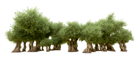 Green forest isolated on background. 3d rendering - illustration png