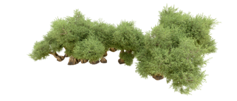 groen Woud geïsoleerd Aan achtergrond. 3d renderen - illustratie png