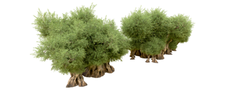 verde floresta isolado em fundo. 3d Renderização - ilustração png