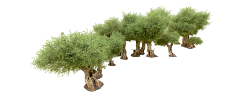 groen Woud geïsoleerd Aan achtergrond. 3d renderen - illustratie png