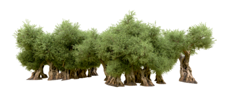 verde foresta isolato su sfondo. 3d interpretazione - illustrazione png