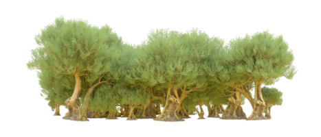 verde foresta isolato su sfondo. 3d interpretazione - illustrazione png