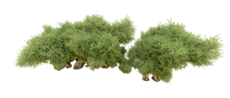 groen Woud geïsoleerd Aan achtergrond. 3d renderen - illustratie png