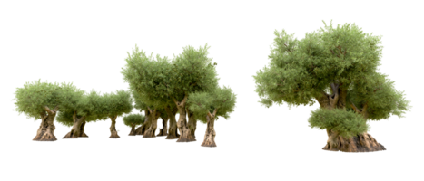 Green forest isolated on background. 3d rendering - illustration png
