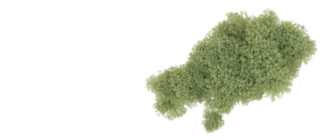 groen Woud geïsoleerd Aan achtergrond. 3d renderen - illustratie png