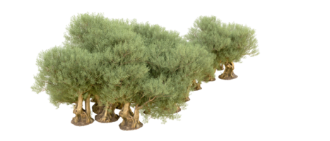 verde foresta isolato su sfondo. 3d interpretazione - illustrazione png