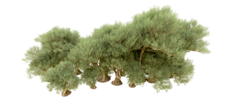 verde foresta isolato su sfondo. 3d interpretazione - illustrazione png