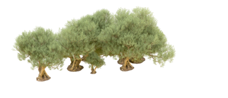 verde foresta isolato su sfondo. 3d interpretazione - illustrazione png