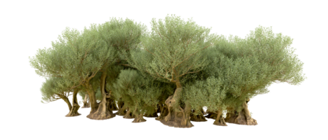 Green forest isolated on background. 3d rendering - illustration png
