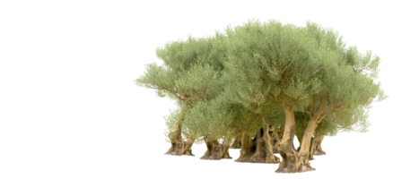 verde foresta isolato su sfondo. 3d interpretazione - illustrazione png