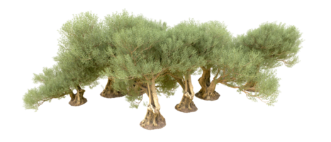 verde foresta isolato su sfondo. 3d interpretazione - illustrazione png