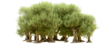 Green forest isolated on background. 3d rendering - illustration png