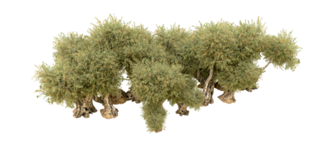 vert forêt isolé sur Contexte. 3d le rendu - illustration png