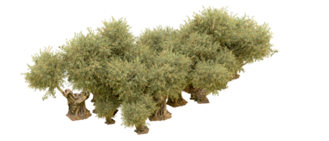 groen Woud geïsoleerd Aan achtergrond. 3d renderen - illustratie png