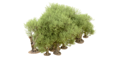 verde floresta isolado em fundo. 3d Renderização - ilustração png